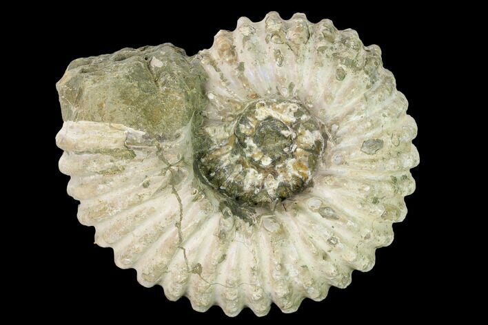 Bumpy Ammonite (Douvilleiceras) Fossil - Madagascar #160390